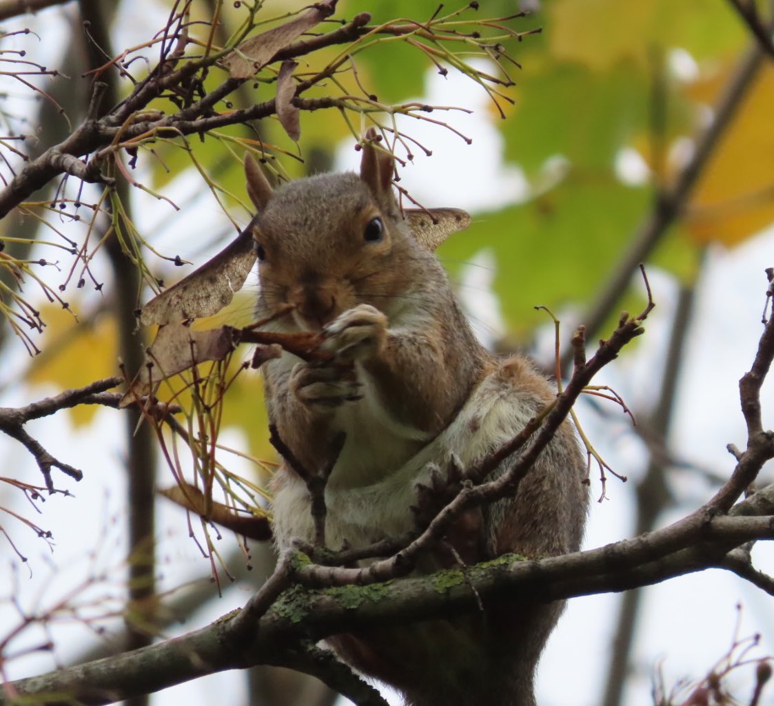 Jon Belcher tweet media