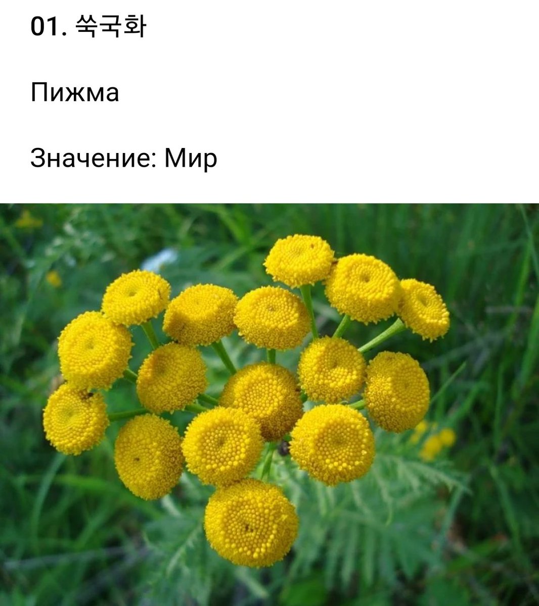 Silver_Chiffa's tweet image. Норм )