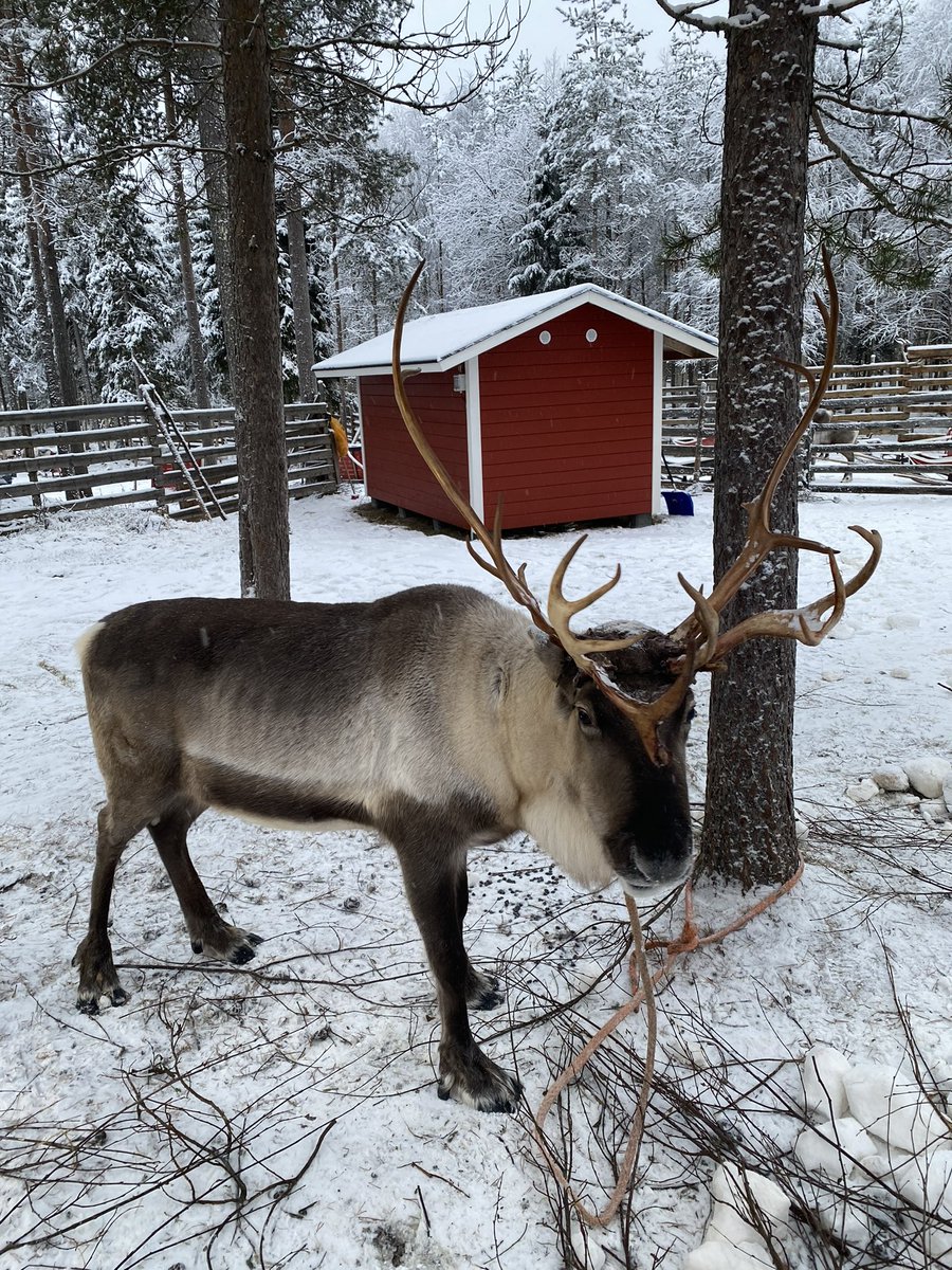 chazzgossipboy's tweet photo. @alanxelmundo Rovaniemi, al norte de Finlandia. Maravillosos paisajes nevados e increíble visita a Santa Claus. https://t.co/h7LRydSSv8