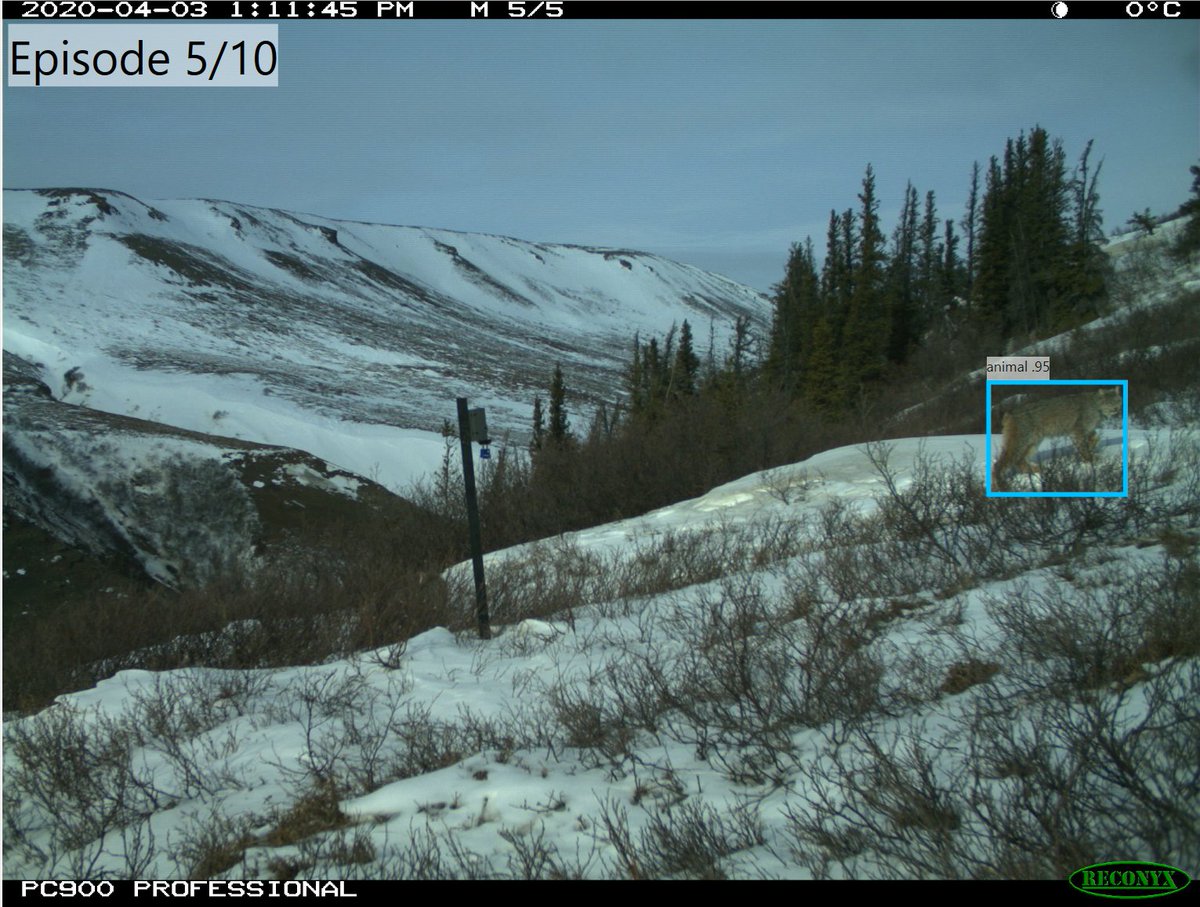 sydney_goward's tweet photo. OK folks - there are two #Lynx (Niinjii in Gwich'in language) in this photo. #MegaDetector hit the obvious one, but I spy a sneaky second! Can you spot it? #TheDiviiProject #CameraTrapping https://t.co/2IUKIW8LJK
