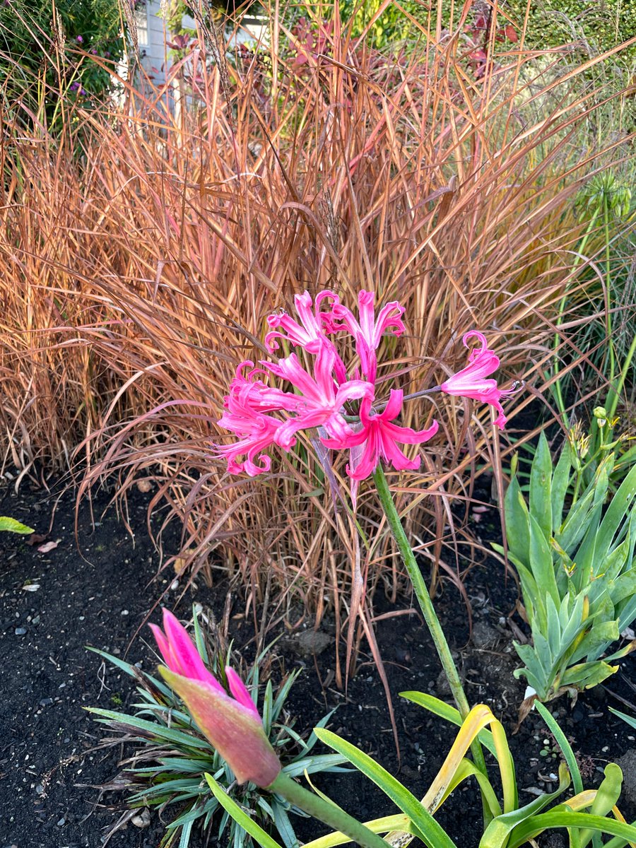 Sometimes called the 'Surprise lily' Nerine bowdenii is certainly a beautiful addition to the #fall #garden #Nerine #fall garden #autumn #plants #bulbs #fallbulbs