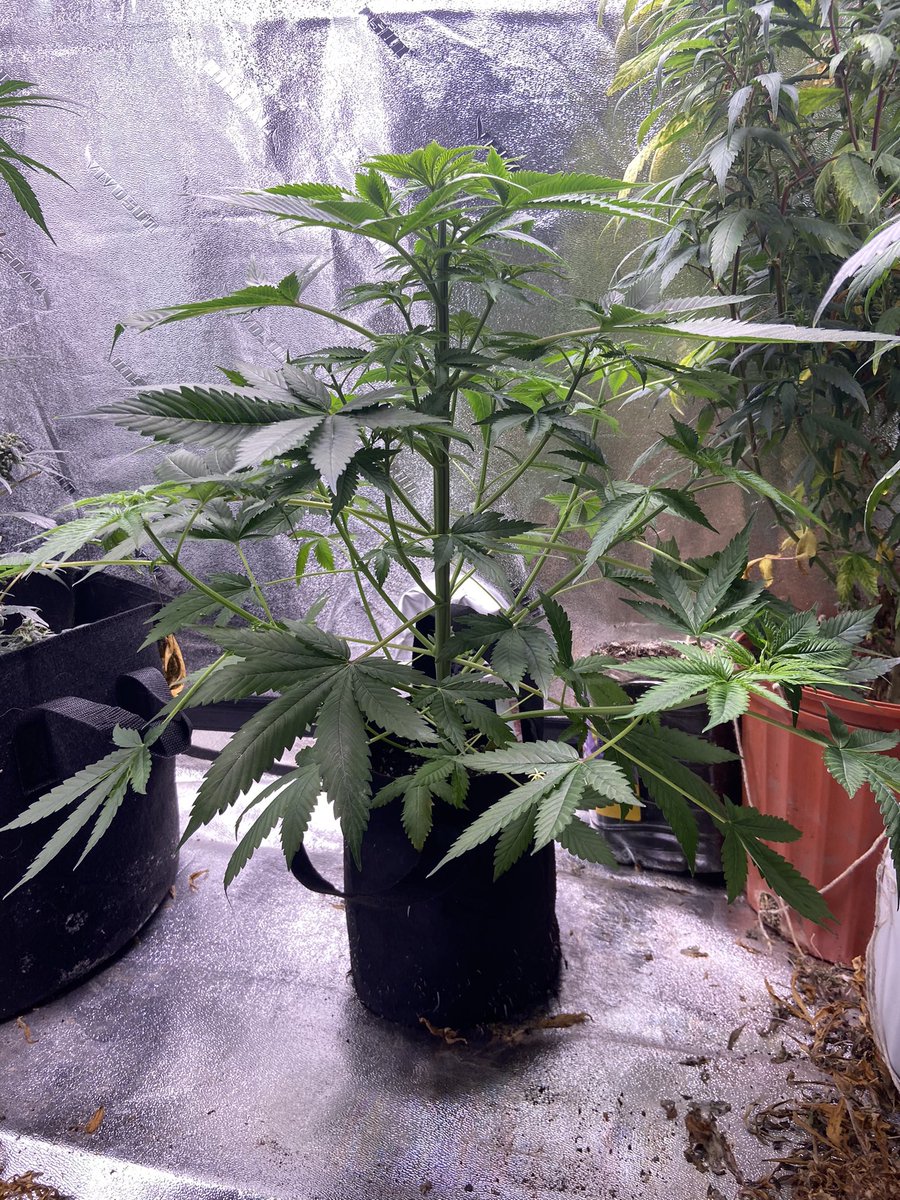 SnGGenetics's tweet photo. New line of genetics on its way !!! https://t.co/iRNxelni4i