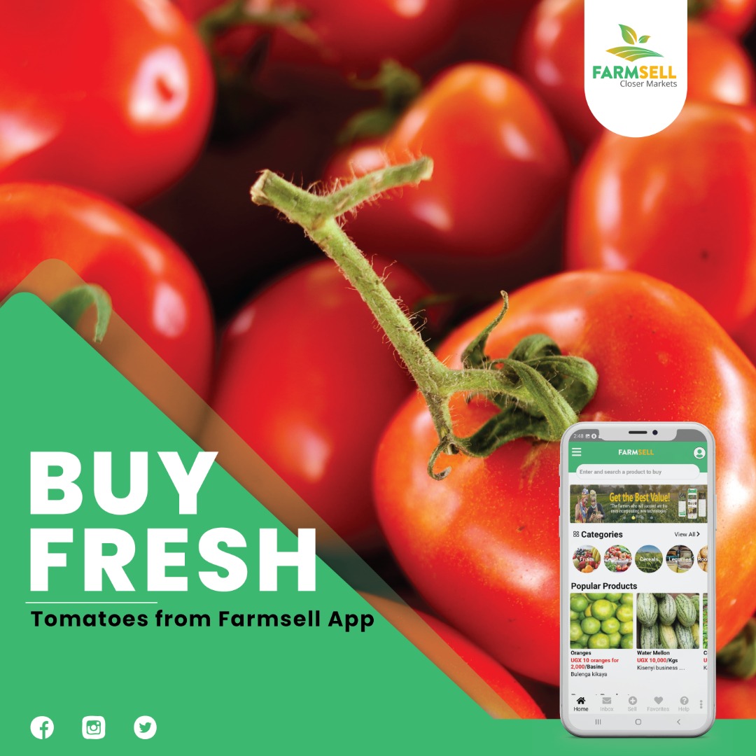 FarmsellApp's tweet image. How do you like your tomatoes?
Raw/nyanya mbisi or cooked? 
If cooked, do you peel them before use or not? Let's hear from you. Meanwhile, find #freshtomatoes  and other #vegetables on the @FarmsellApp(Download from Google Playstore now!) #whyfarmsell