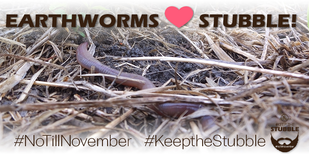 NebraskaNRCS's tweet photo. Soil organisms &amp; earthworms love crop #stubble! #KeepTheStubble #NoTillNovember #DoNotDisturb. #NoTillNovember https://t.co/xBiYCqiy78