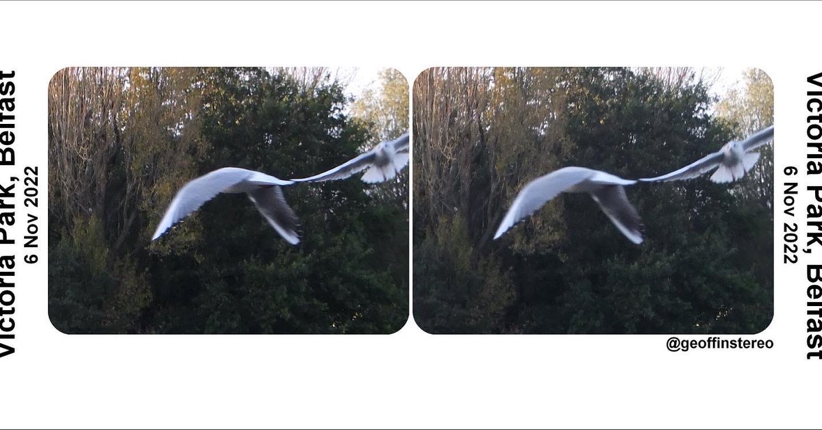 geoffinstereo's tweet photo. Lots of birds at the park which were perfect subjects for some #stereoscopy 

#londonstereovibes #stereophoto #Stereoscopy #stereoscopic3D #stereoscopicphotography #stereograph #stereoview #victorian #stereo3D #teamstereoscopy #stereoscopyisgoodforyou https://t.co/6FHB9c9GSg