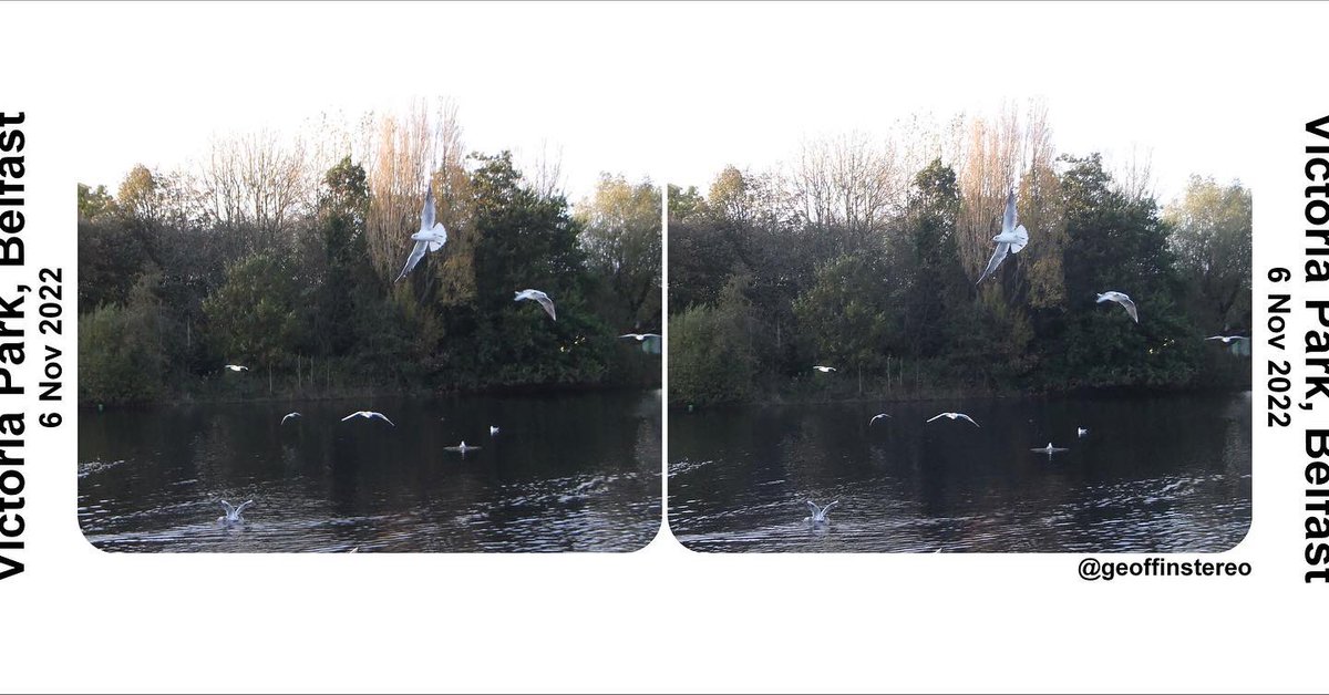 geoffinstereo's tweet photo. Lots of birds at the park which were perfect subjects for some #stereoscopy 

#londonstereovibes #stereophoto #Stereoscopy #stereoscopic3D #stereoscopicphotography #stereograph #stereoview #victorian #stereo3D #teamstereoscopy #stereoscopyisgoodforyou https://t.co/6FHB9c9GSg