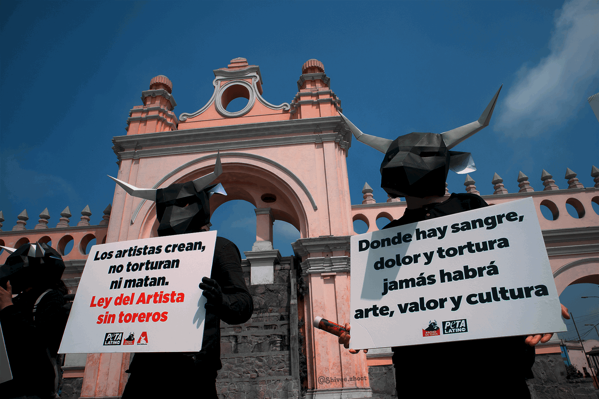PETA_Latino's tweet photo. PETA Latino &amp; @AchoSinToros se unieron con un mensaje para la Municipalidad Metropolitana de Lima: No más corridas de toros en la Plaza de Acho 🐂 🇵🇪 https://t.co/nef8LLBUEw https://t.co/JuOVvHThYt