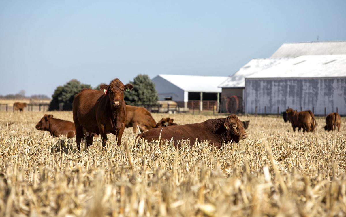 FarmWeekNow's tweet photo. Some #cattlemen may wonder if they should feed lightweight #culls to a better body condition score before selling with current prices. Travis Meteer, @ILextension commercial agriculture educator, says that depends. Read his analysis: https://t.co/DDunM2SQZd #FWN https://t.co/b8kv4mkEFa