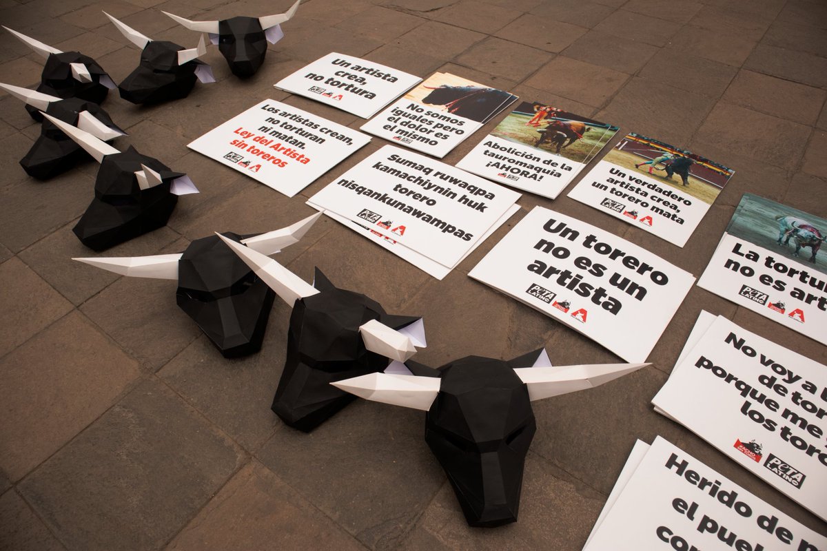 PETA Latino &amp; <a href="/AchoSinToros/">Acho Sin Toros</a> se unieron con un mensaje para la Municipalidad Metropolitana de Lima: No más corridas de toros en la Plaza de Acho 🐂 🇵🇪 peta.vg/3j4h