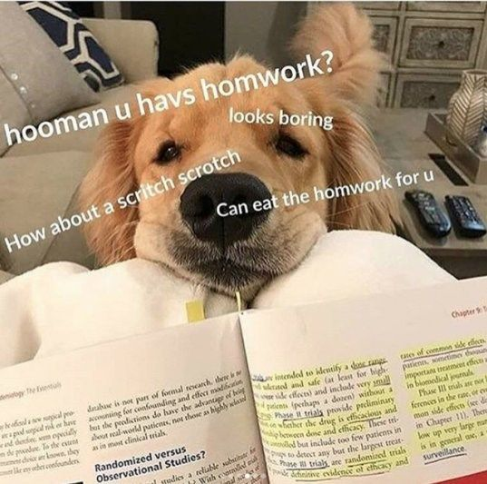 WholesomeMemes (@wholesomememe) on Twitter photo 