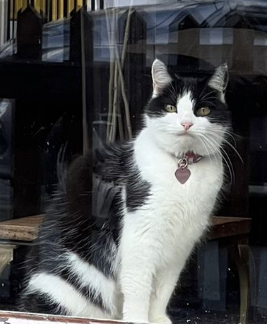 That face ❤️ Grumpy because it was raining  #CatsOfTwitter #tuxedocat