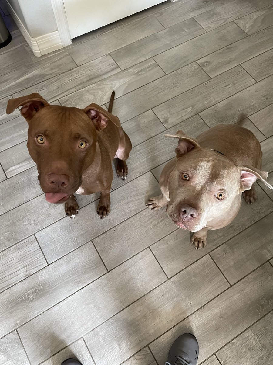BarkBustersPhx's tweet photo. #BarkBustersPhoenix went to the home of these two #pitbulls to assist. They had some #aggression issues and one of the dogs had some significant #dogbite history. Their owners learned the importance of leadership and some come safety measures to ensure obedient dogs #dogtraining https://t.co/kBeXZdQA1f