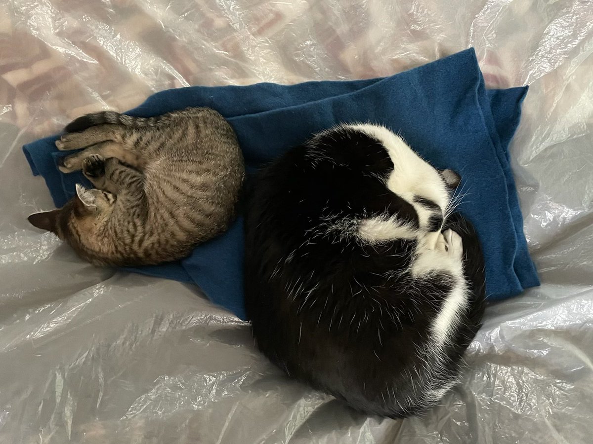 chateaudechat's tweet photo. Good nap time just me alone :) https://t.co/1hbZUmt60h