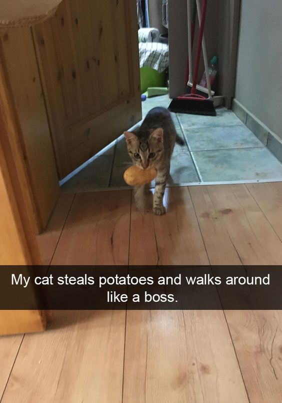 WholesomeMemes (@wholesomememe) on Twitter photo 