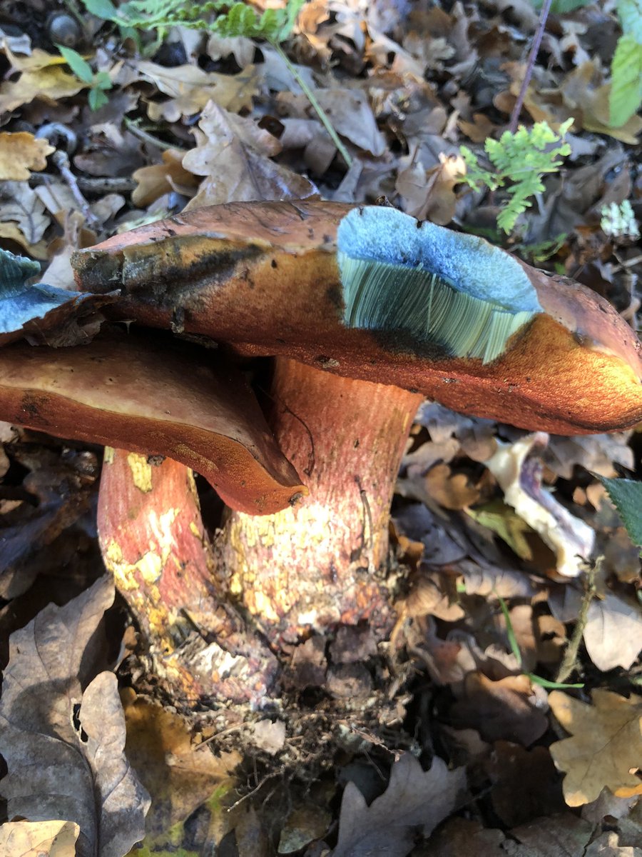 GingerGreenie's tweet photo. Scarletina bolete ( Neoboletus luridiformis) ?? #fungi #fungus https://t.co/D7etRMTiqt