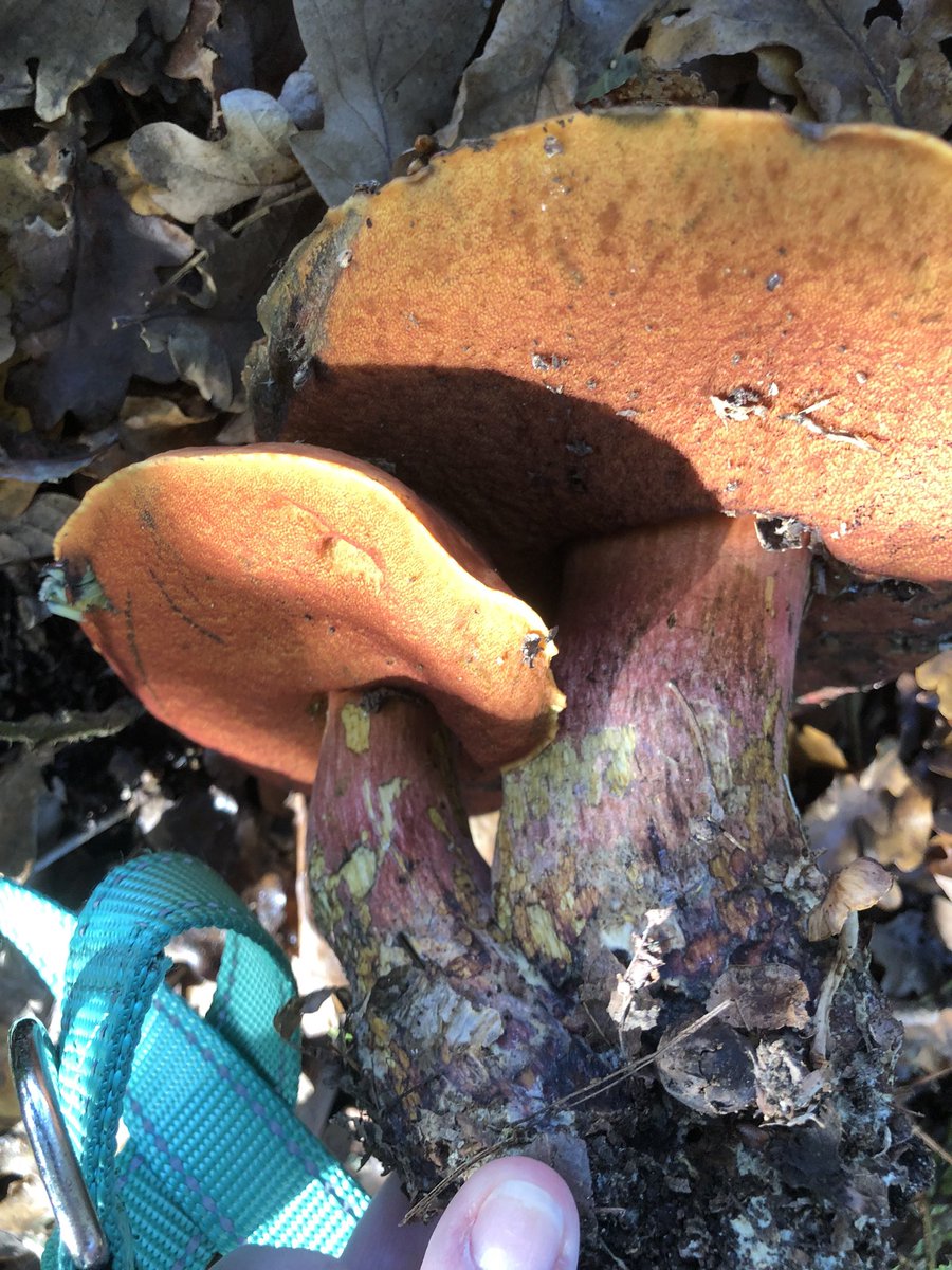 GingerGreenie's tweet photo. Scarletina bolete ( Neoboletus luridiformis) ?? #fungi #fungus https://t.co/D7etRMTiqt