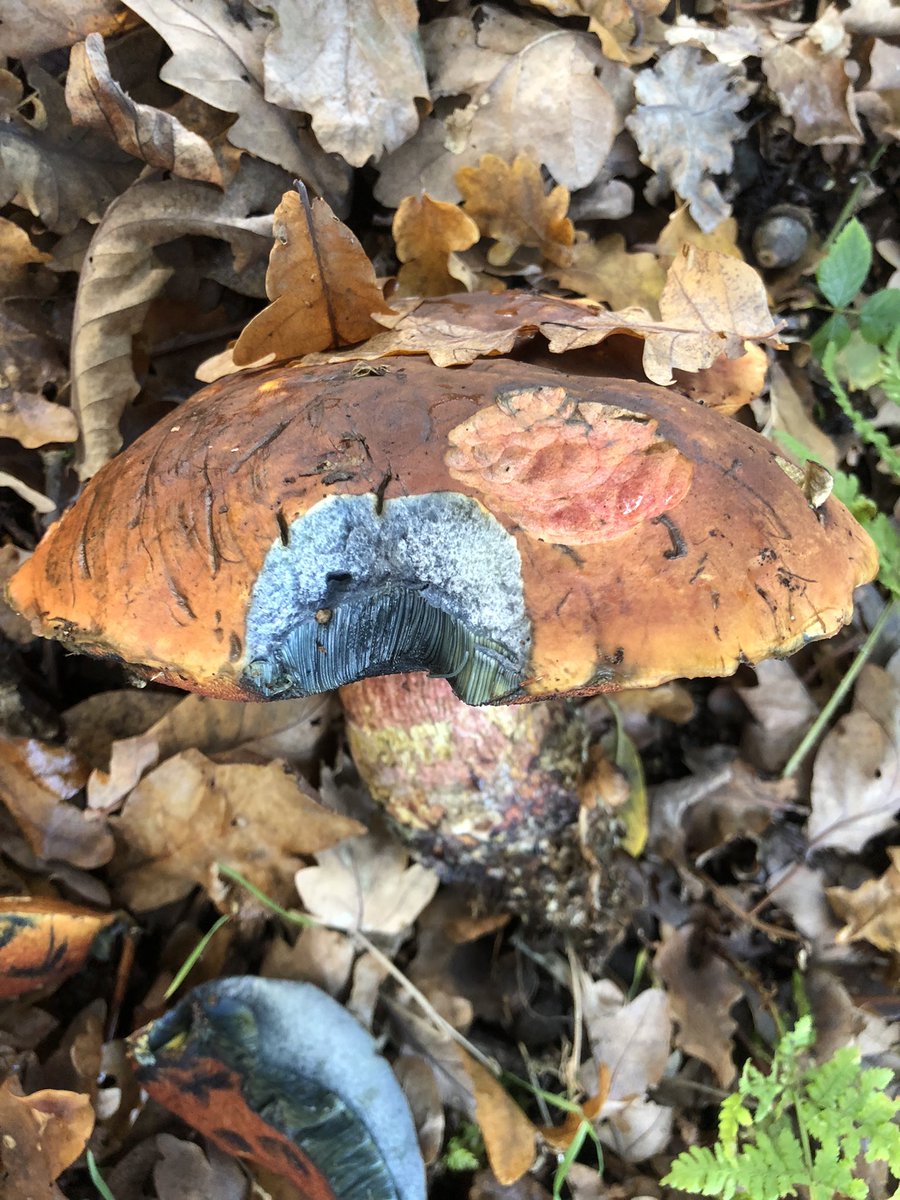 GingerGreenie's tweet photo. Scarletina bolete ( Neoboletus luridiformis) ?? #fungi #fungus https://t.co/D7etRMTiqt