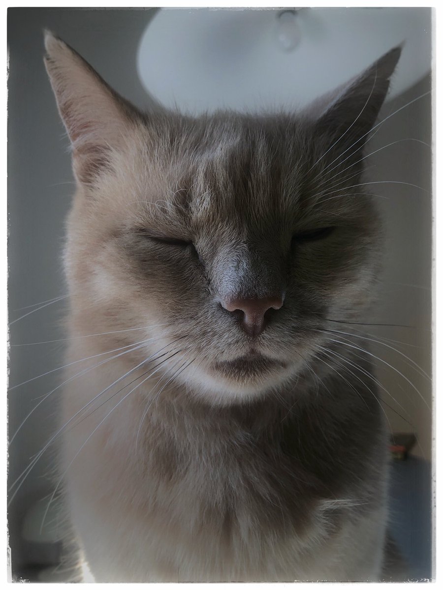 No panic….. stay calm #Crypto #Bitcoin #Binance #dogecoin #DOGE #CatsOfTwitter #NFT #cryptomarket