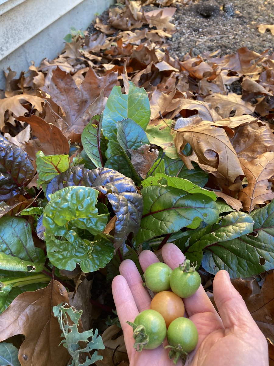 November tomatoes and Swiss chard. ⁦@growingwisdom⁩ - should I pick the chard and kale or will they survive the frost?