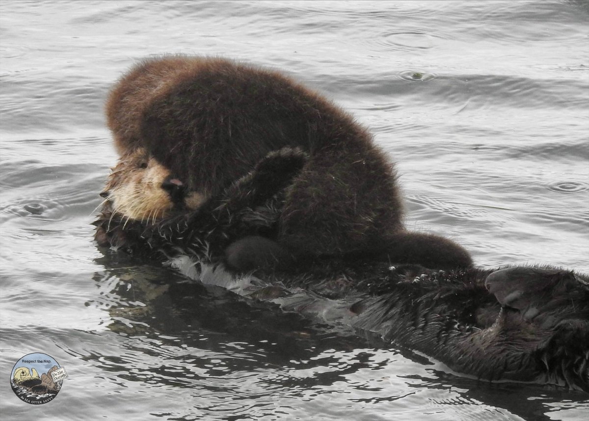 SeaOtterSavvy's tweet photo. ☔️ Forget your umbrella? Use whatever waterproof thing is handy. #rainyday 
•
📷 taken quietly from shore with zoom. Zero whiskers fluttered. https://t.co/kXdzLYBTcA