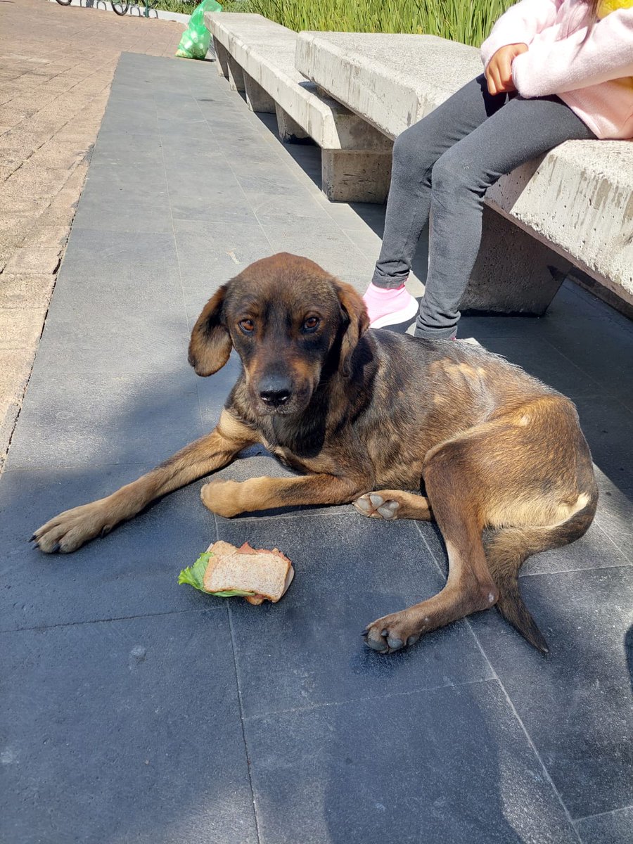 Nos reportan un perrito desnutrido afuera de Patio Tlalpan. Si alguien puede tomar el caso, mande MD para darle ubicación exacta. Reporte del 8/nov/22.