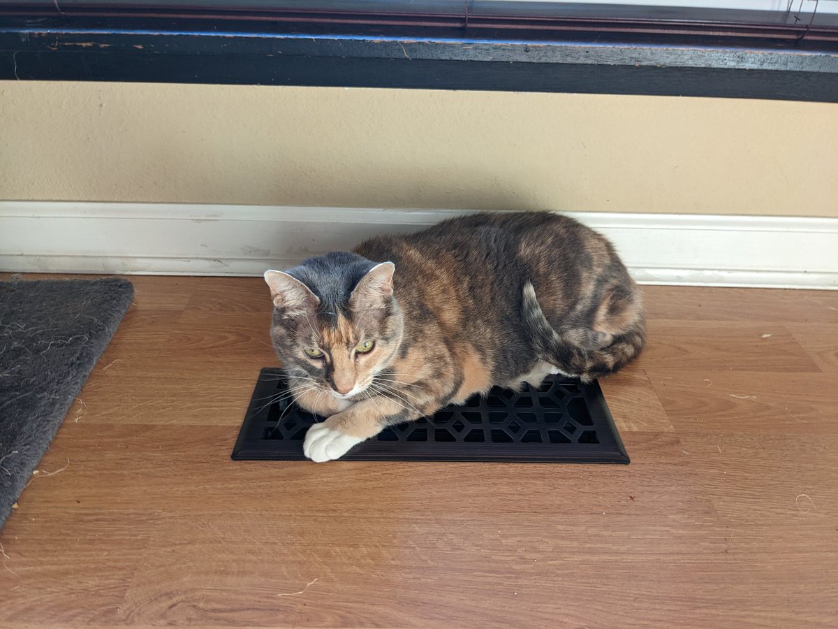 A little palette cleanser for your timeline. Now that the heat is running she spends most of her day sleeping on this vent.