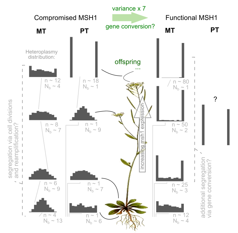 mitomaths's tweet photo. How do mitochondrial and chloroplast DNA populations evolve during plant development and between generations? Delighted to share this project with @SloanEvoLab and Amanda Broz! https://t.co/EsaBvMmGX9
1/ https://t.co/eMITeKtjJ8