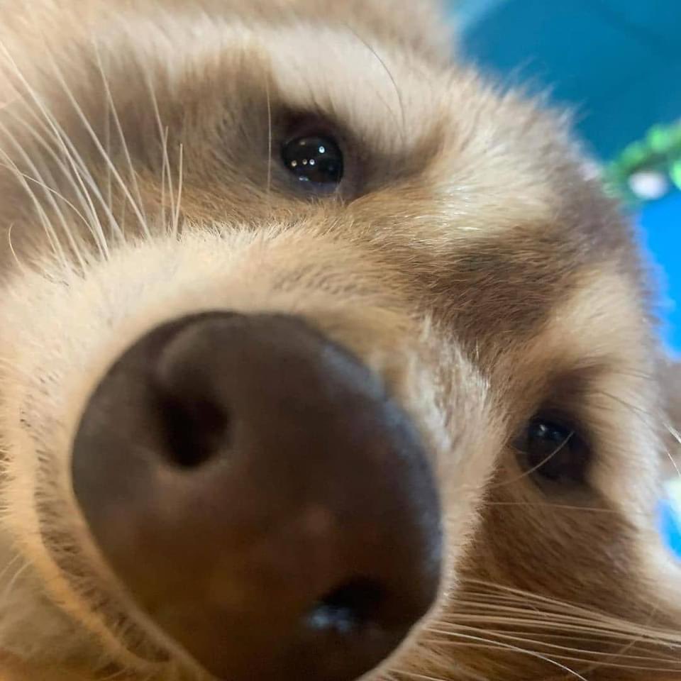 Raccoons Hourly (@raccoonhourly) on Twitter photo 