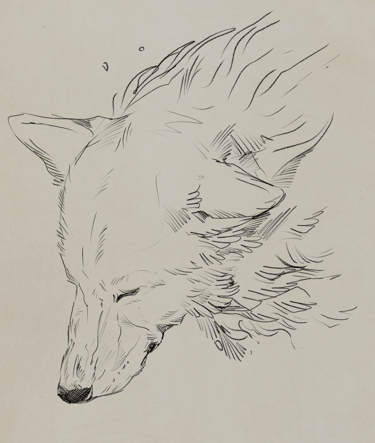 WolfSkullJack on Twitter: "Sad wolf. https://t.co/1VjwkC3ITm" / Twitter