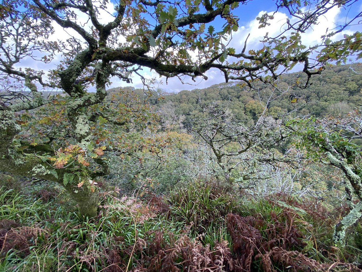 Eden Learning (@eden_learning) on Twitter photo 🌳 The Lost Rainforests of Britain 🌳
Join author Guy Shrubsole and take a journey inside these fragile, mysterious worlds.
🗓 2pm, Thurs Nov 10th <a href="/EdenProject/">Eden Project</a>! 🌳 The Lost Rainforests of Britain 🌳
Join author Guy Shrubsole and take a journey inside these fragile, mysterious worlds.
🗓 2pm, Thurs Nov 10th <a href="/EdenProject/">Eden Project</a>!