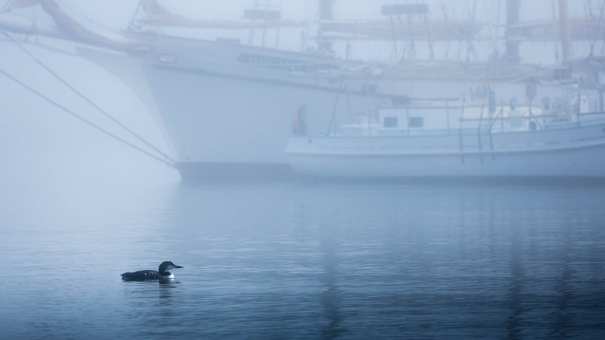 A moody foggy morning off the coast of Maine ✨
