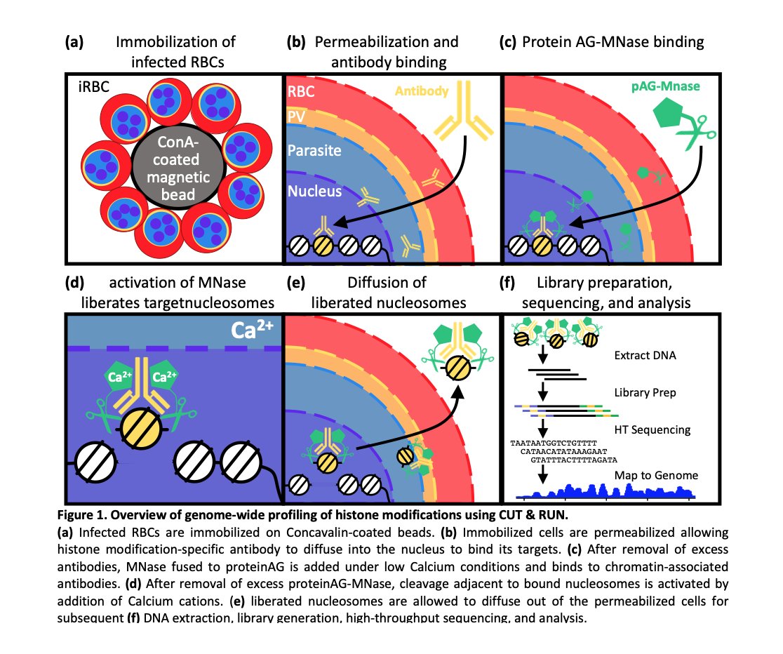 "Genome-wide Profiling of Histone Modifications in #Plasmodium falciparum using CUT&amp;RUN"
#RefereedPreprint 
Riward Campelo Morillo <a href="/KafsackLab/">Björn F.C. Kafsack</a> et al 

eeb.embo.org/doi/10.1101/20…