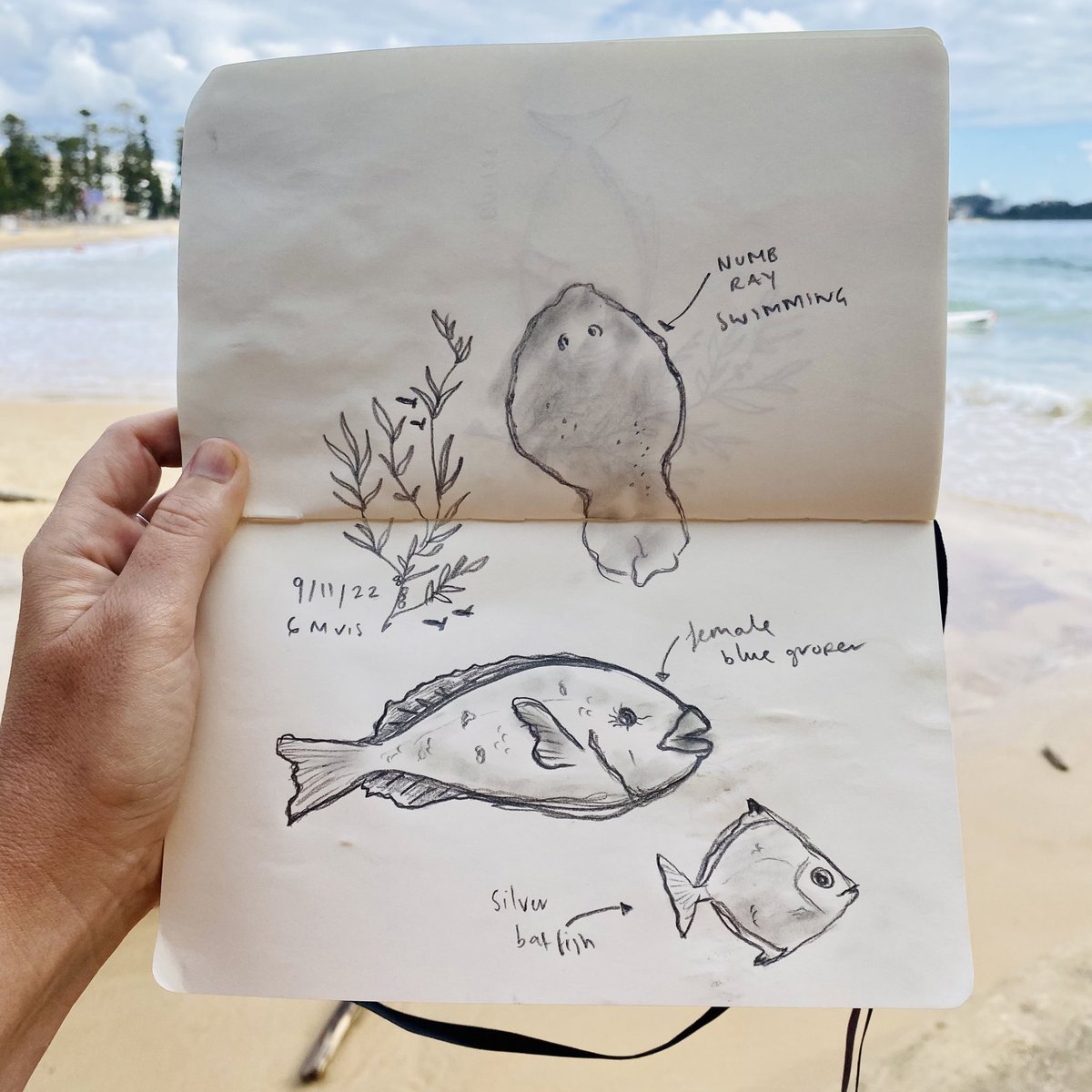 Have started doing a ten minute sketch after my morning swim at #CabbageTreeBay. Here’s what I spotted today 🐟