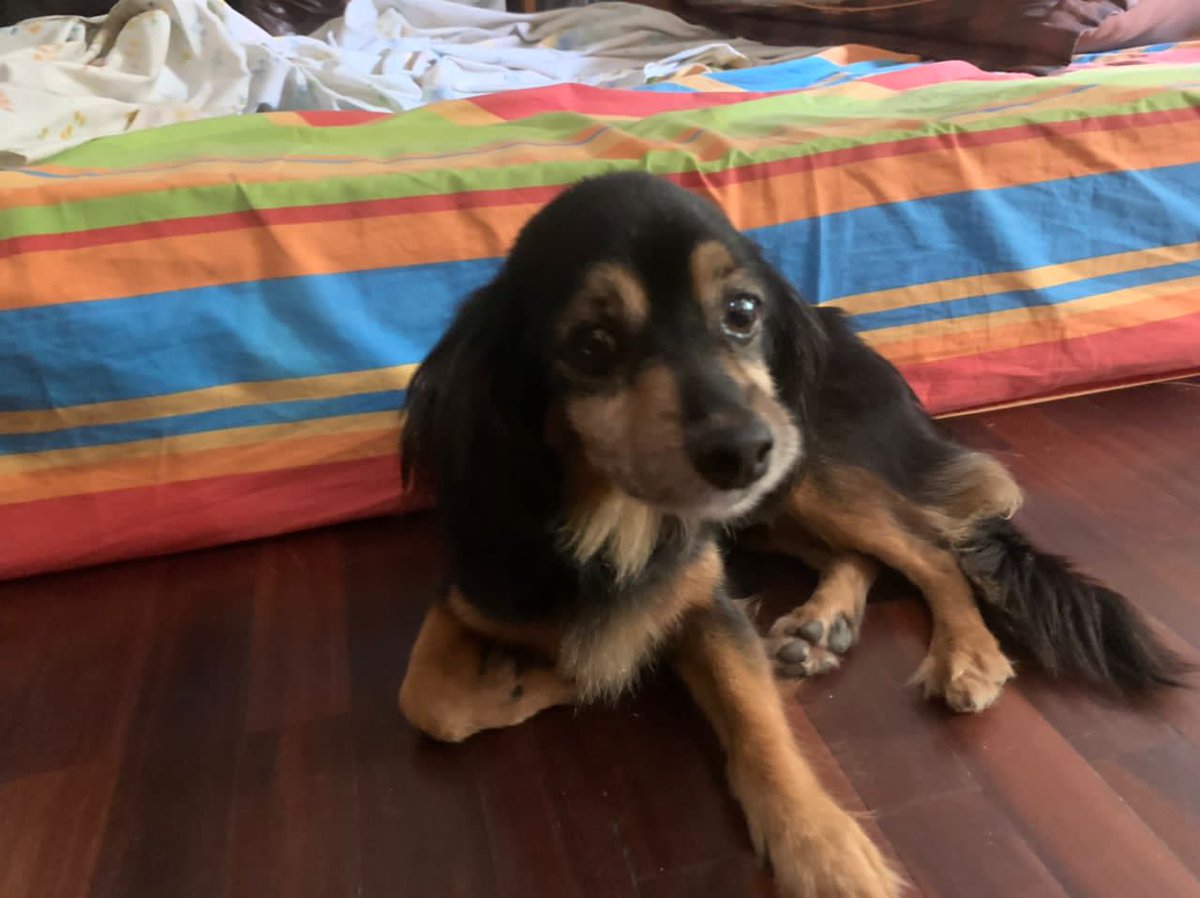 PerroUsuario's tweet photo. Reporta @eglesca:  Este perrito fue encontrado en La Urbina, se presume perdido. Favor difundir para que vuelva a su hogar. Contacto 4142608200. Caracas https://t.co/PbIKs8S6yM