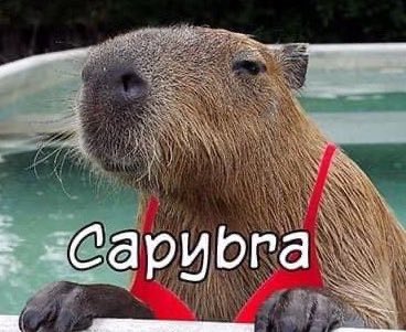 CAPYBARA MAN tweet media