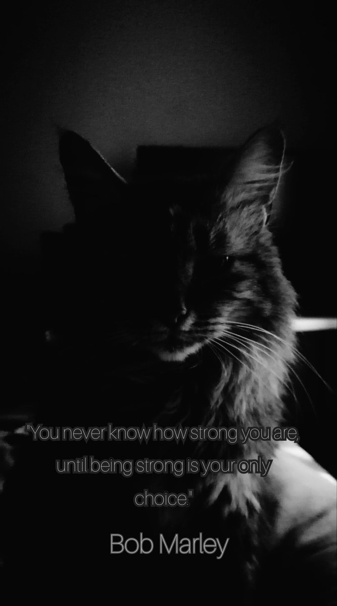 SittingDuck01's tweet photo. #simmingduck my cat Maggie https://t.co/7NPXBKWPXU