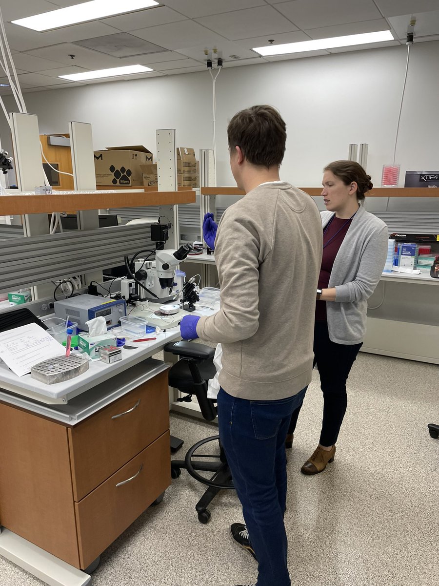Planaria1's tweet photo. Day 2 of our @NSF Edge-funded planarian transgenesis workshop brings in house synthesized luminescence to planarian cells and animals

@ScienceStowers @Stanford https://t.co/Fe58sNuBEG