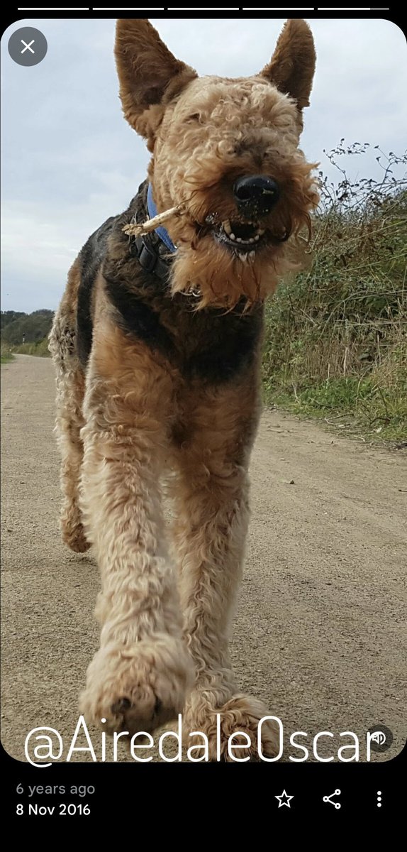 Six years ago today 💔
#AiredaleTerrier #Airedale #HandsomeBeast #DogsOfTwitter #InRemembrance