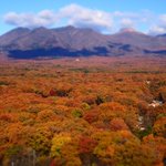 ツイートに含まれる画像