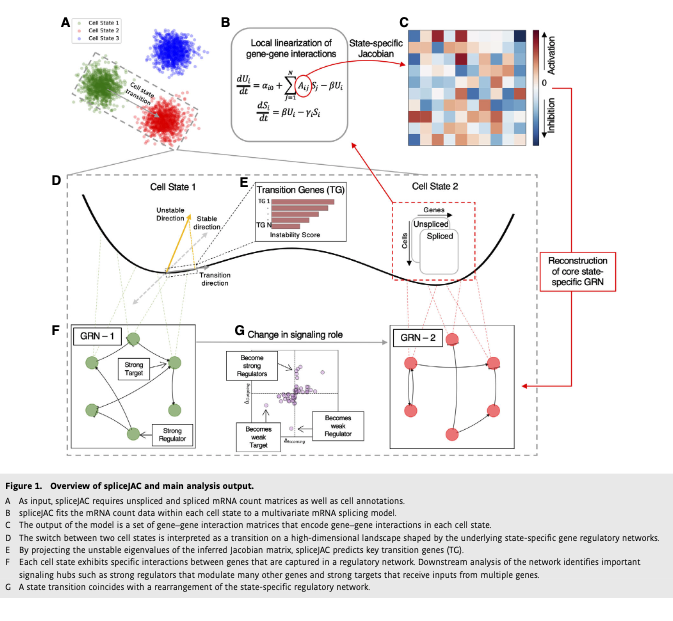 BioDecoded's tweet photo. spliceJAC: transition genes and state-specific gene regulation from single-cell transcriptome data | Molecular Systems Biology
https://t.co/BAVnvtubpo

#Bioinformatics https://t.co/Ug2BkSaLx6