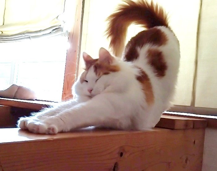 ヨガ猫 Twitter Search Twitter