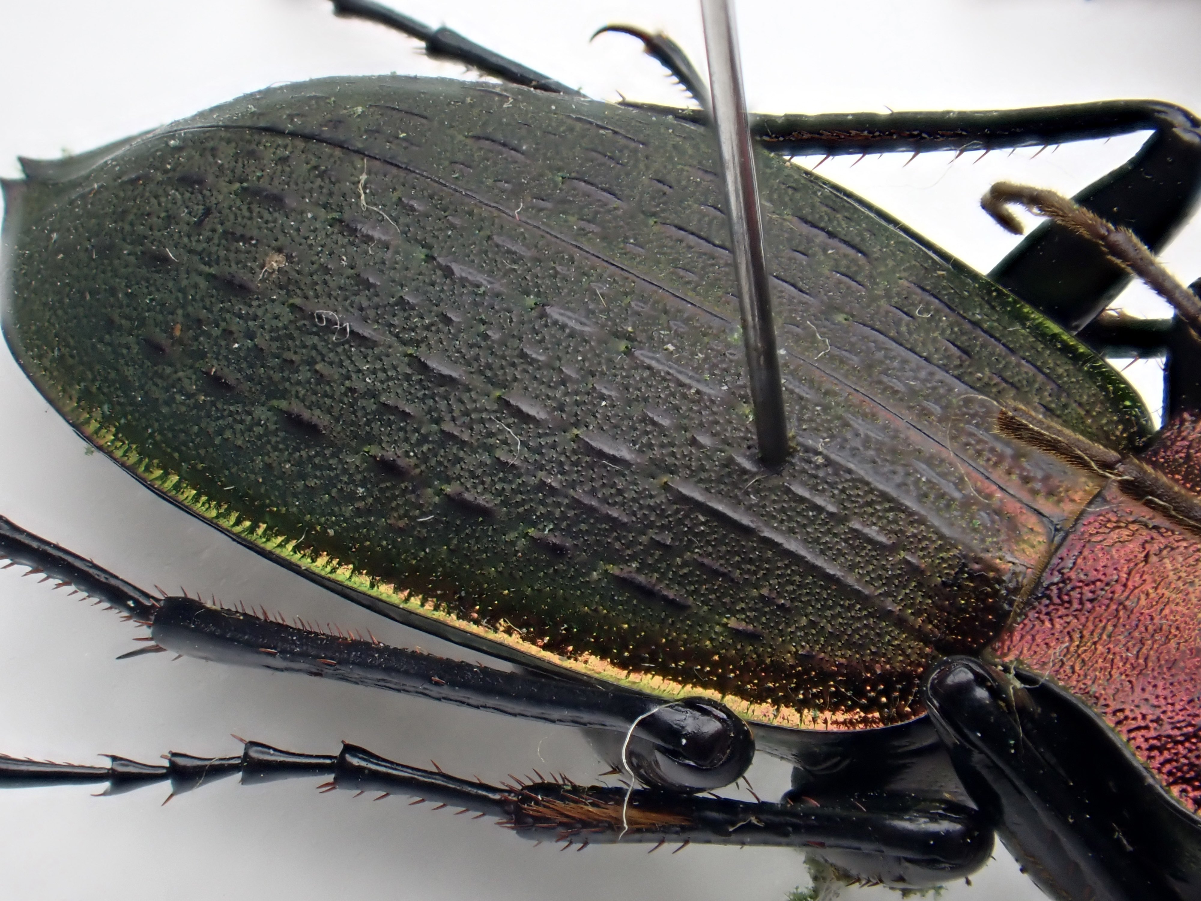 Damaster & Carabus on X: 