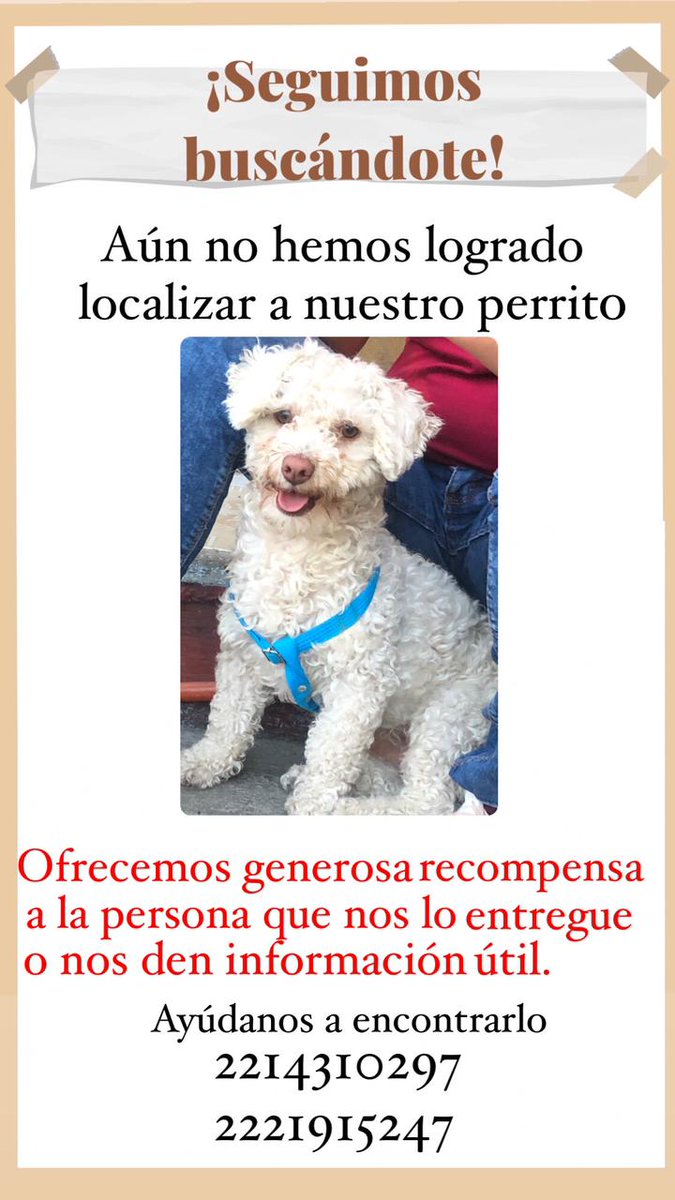 CentroDigitalN's tweet image. #AyudanosACompartir 🙏🏻🆘🚨 | Continúa la búsqueda de #Keryn 🐩 se extravío el pasado lunes 07 de noviembre en el primer barrio de #Huejotzingo sobre la Av. Independencia informes a los números 📲 221 431 0297 y 222 191 5247

🚨NOTA: Habrá recompensa a la persona que de informes🚨