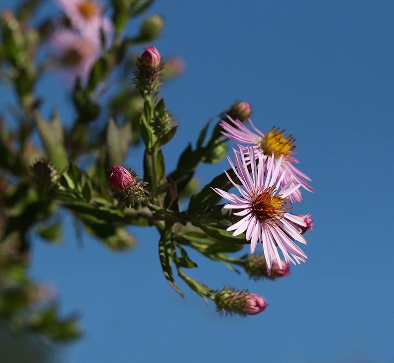 GrowSmallFarms's tweet photo. I spent a couple of minutes with my camera this morning after working in the pollinator garden. I focused on the native climbing aster, such a rockstar. Saw lots of pollinators including honey bees, bumble bees, and syrphid flies. Note that flowers can have bad hair (petal) days! https://t.co/zL0TI6ehsM