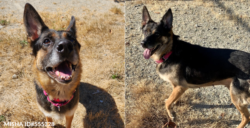 BC_SPCA's tweet photo. It’s not uncommon for older animals like Misha to spend a longer time waiting for their forever home ❤ Senior animals have so much love to give! Take at these 5 reasons why senior animals make great pets! https://t.co/DcM2DOCUfp #AdoptASeniorPetMonth #BCSPCA #adoptasenior https://t.co/DKXuvceG4v
