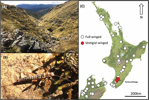 Graham McCulloch (@grahammcc_nz) on Twitter photo How do insects adapt to harsh alpine environments? In our new paper, we show how environmental conditions have driven rapid and repeated wing loss in an upland stonefly. doi.org/10.1093/isd/ix…
<a href="/jon_waters_nz/">Jon Waters</a> <a href="/MarsdenFund/">Marsden Fund</a> @ludo_dutoit <a href="/BrodieFoster/">Brodie Foster</a> How do insects adapt to harsh alpine environments? In our new paper, we show how environmental conditions have driven rapid and repeated wing loss in an upland stonefly. doi.org/10.1093/isd/ix…
<a href="/jon_waters_nz/">Jon Waters</a> <a href="/MarsdenFund/">Marsden Fund</a> @ludo_dutoit <a href="/BrodieFoster/">Brodie Foster</a>