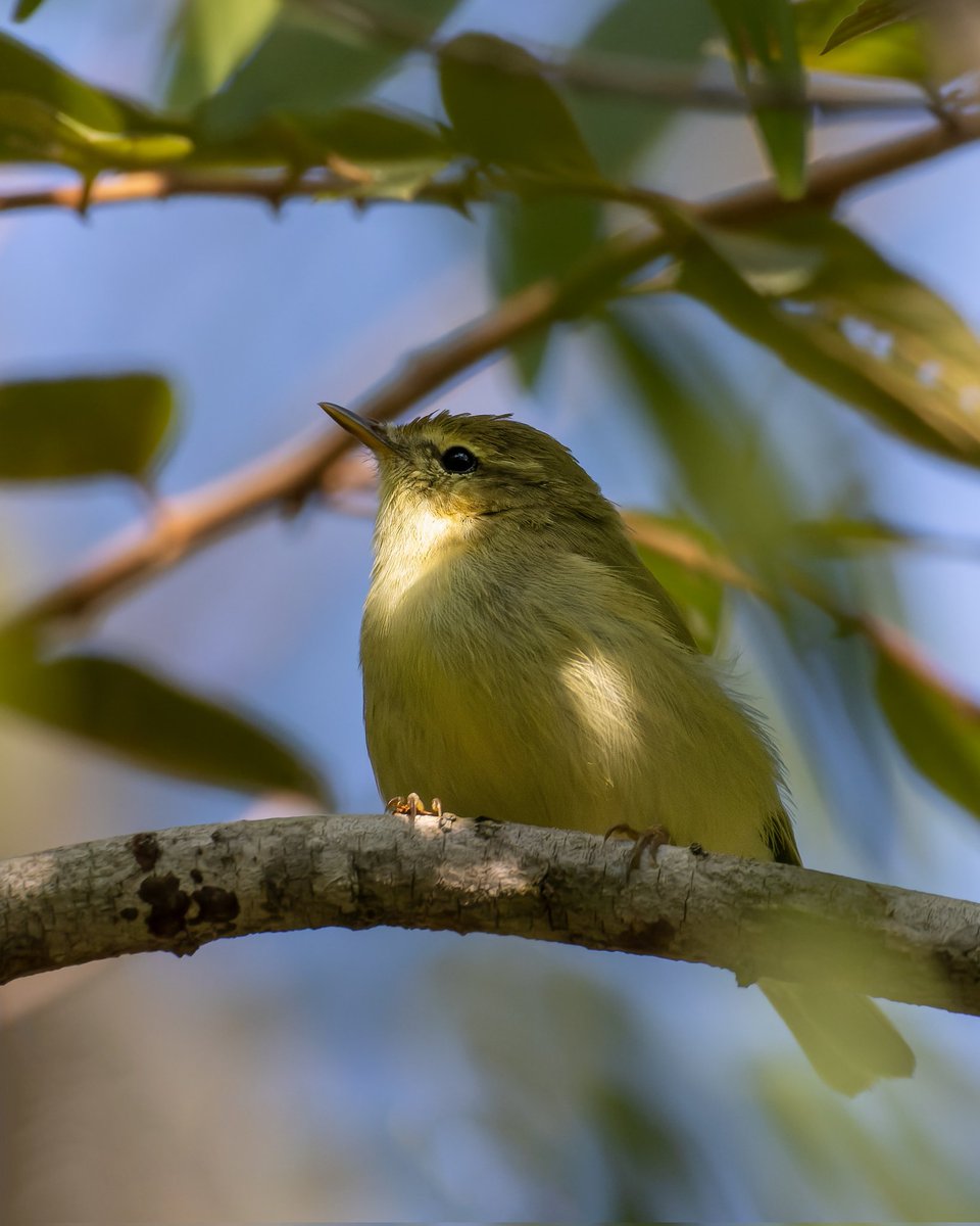 iamgraphik's tweet photo. Lifer alert! Caught a cute little fur ball #leafwarbler #IndiAvesWeek #IndiAves #birding #birdwatching #birdphotography #BirdsSeenIn2022 #BBCWildlifePOTD #natgeoindia https://t.co/AS5hFIa4z7