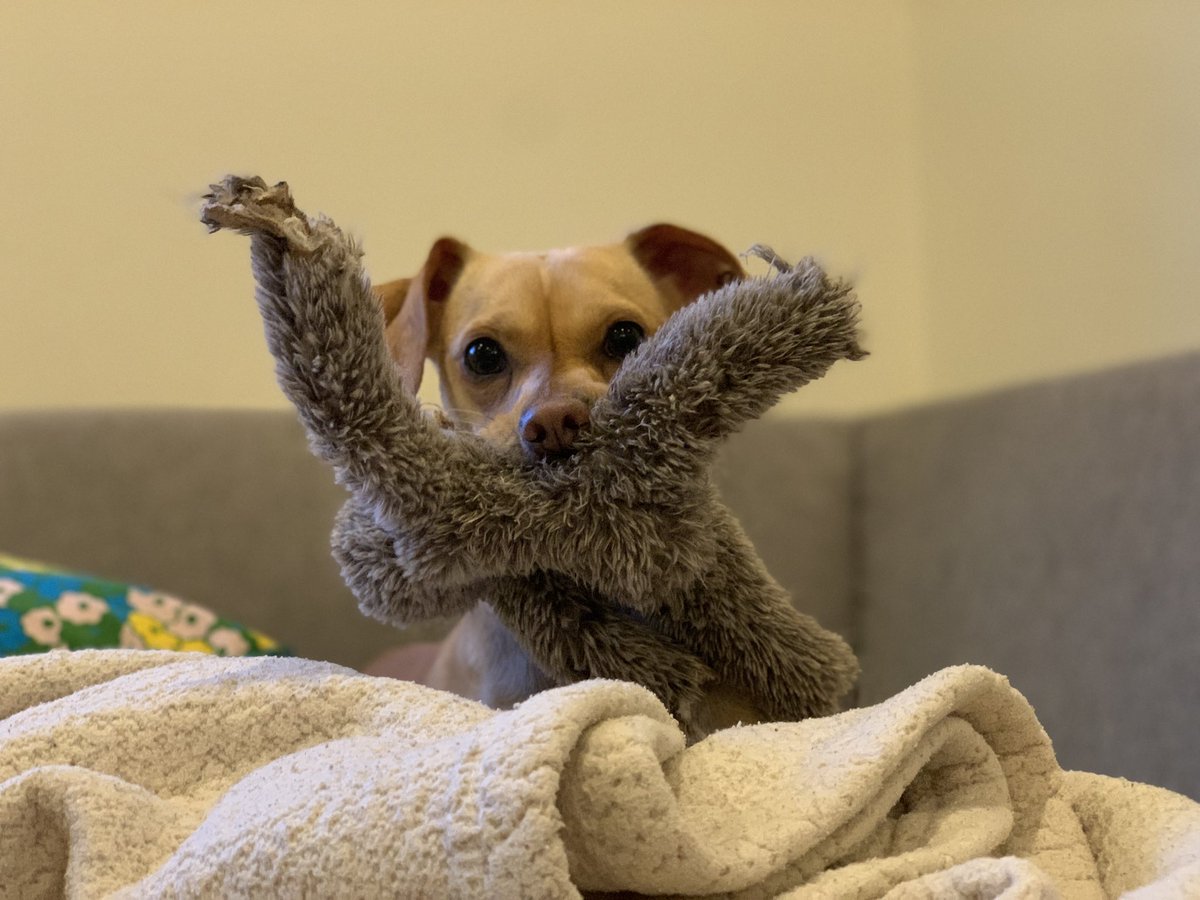 nomadicQ's tweet image. Maybe you could use a photo of my friend Tiny Cowboy and his toy sloth.