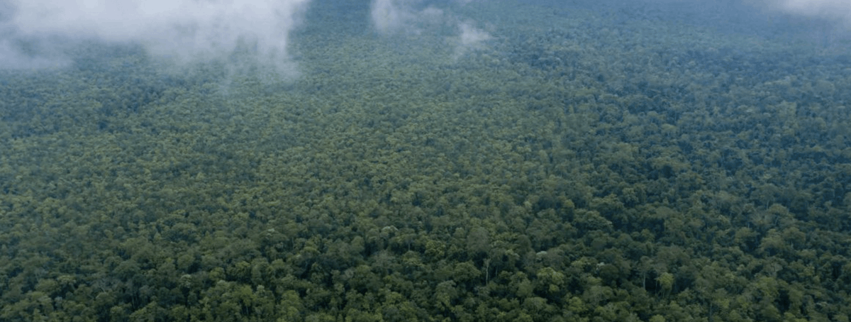 pulitzercenter's tweet photo. “Rainforests are important as a solution to climate change, a provider of environmental services, a habitat of species, a source of products and medicines," explains @gufalei, @Rainforest_RIN editor. #ShowMeYourTree #OurRootsOurForest
👉https://t.co/0dgjQAoKdN https://t.co/hyiNojlL8a