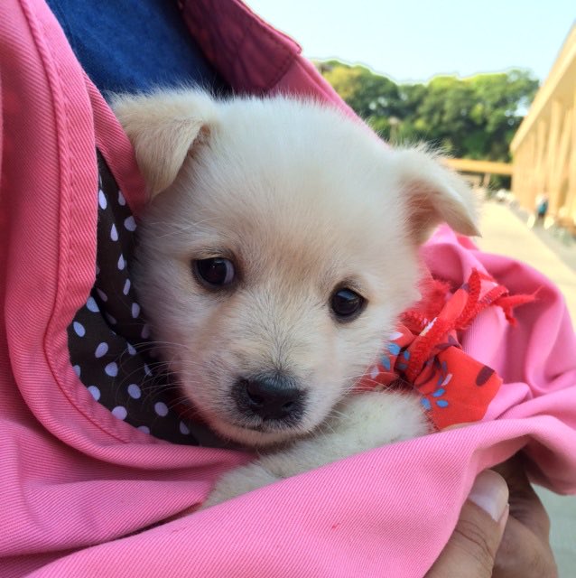 ROSY_dog's tweet photo. 家族になって1時間ほど。
保護先のお宅からお家に向かう途中。

#お迎えしたばかりの頃の自慢の一枚見せて #保護犬を家族に https://t.co/Shih0oaTxQ